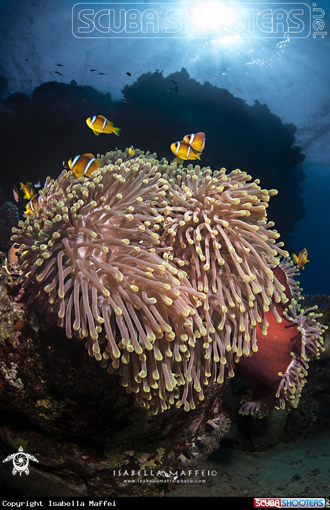 A Amphiprion bicintus