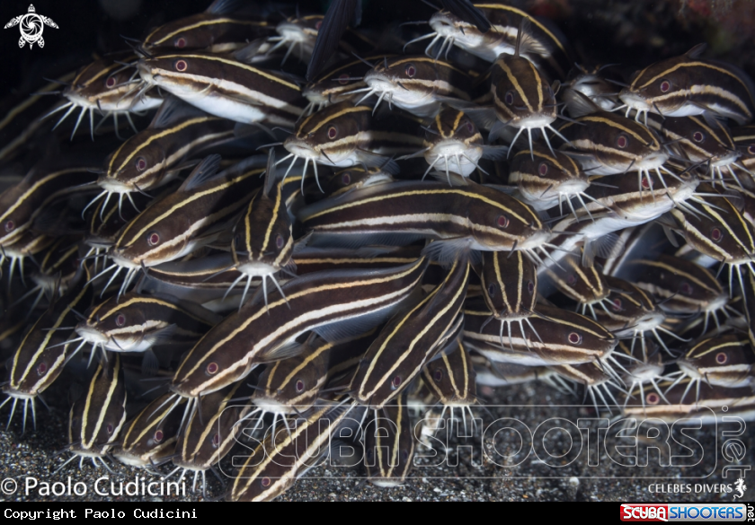 A Striped eel catfish