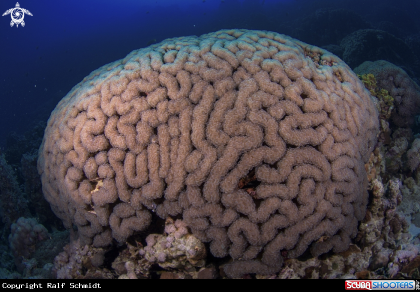 A Red Sea