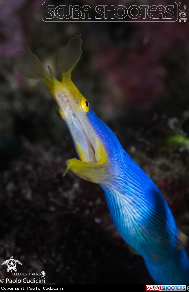 A Ribbon Eel (male), 