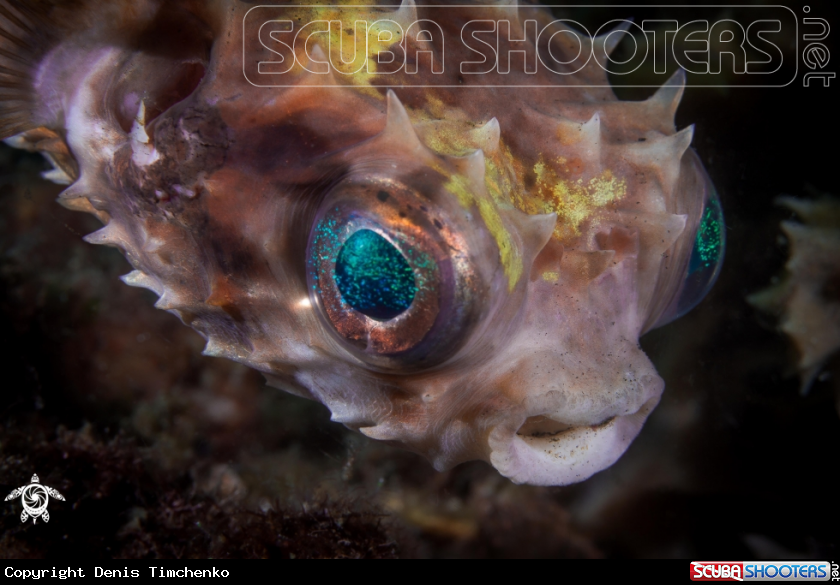 A FISH