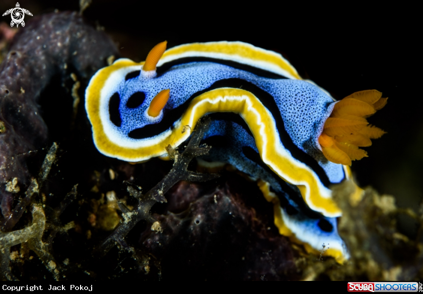 A Chromidoris annae