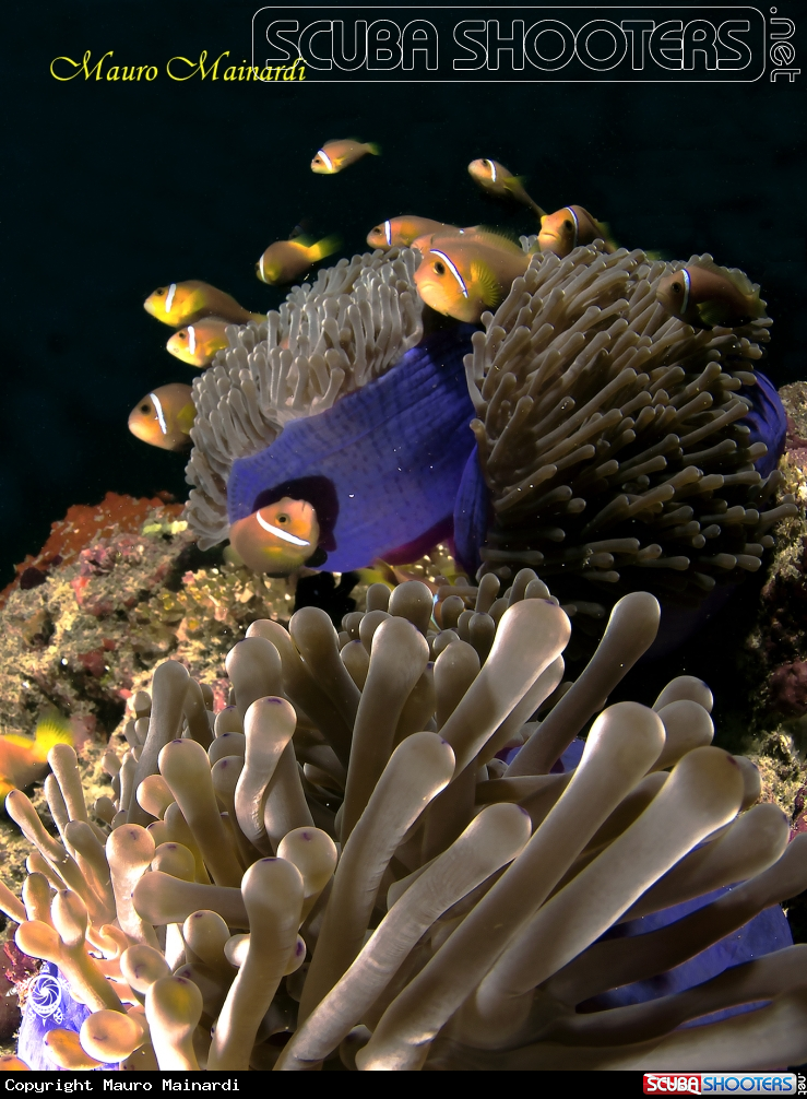 A clownfish and anemone
