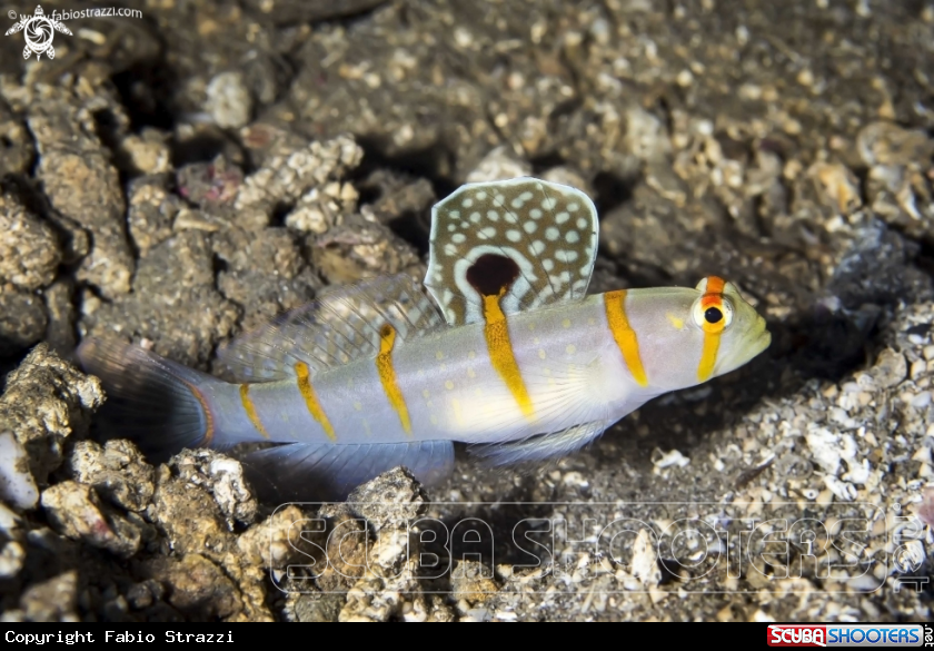 A Goby