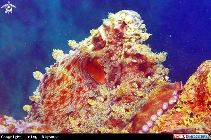 A Octopus