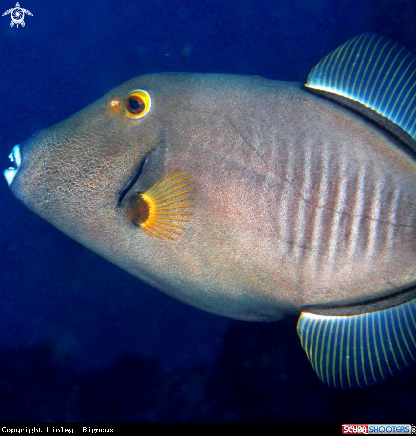 A Triggerfish
