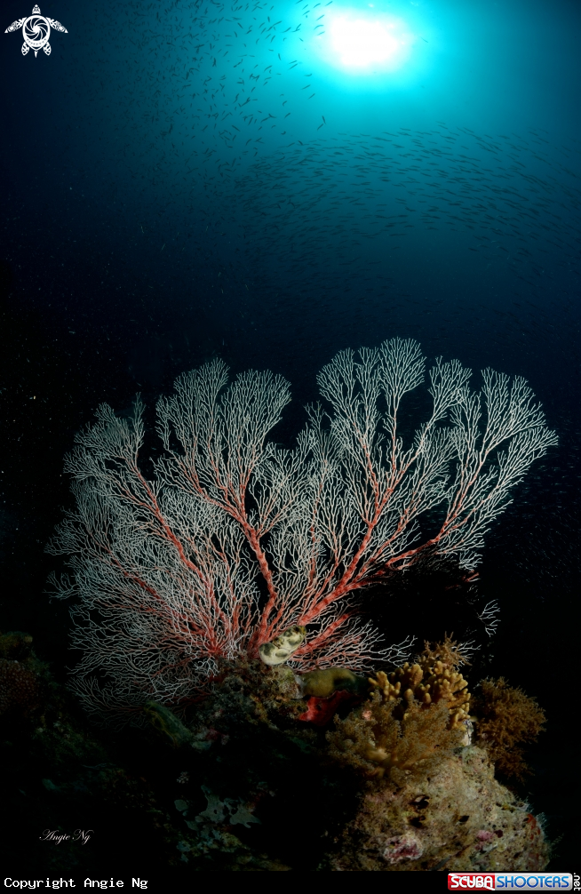 A Sea Fans