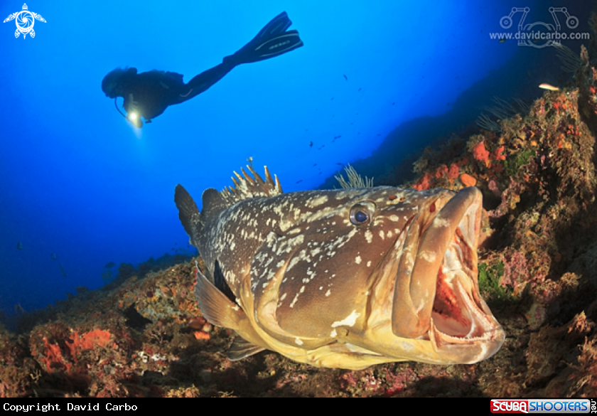 A Grouper