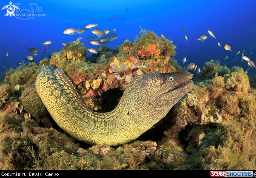 A Muraena Helena
