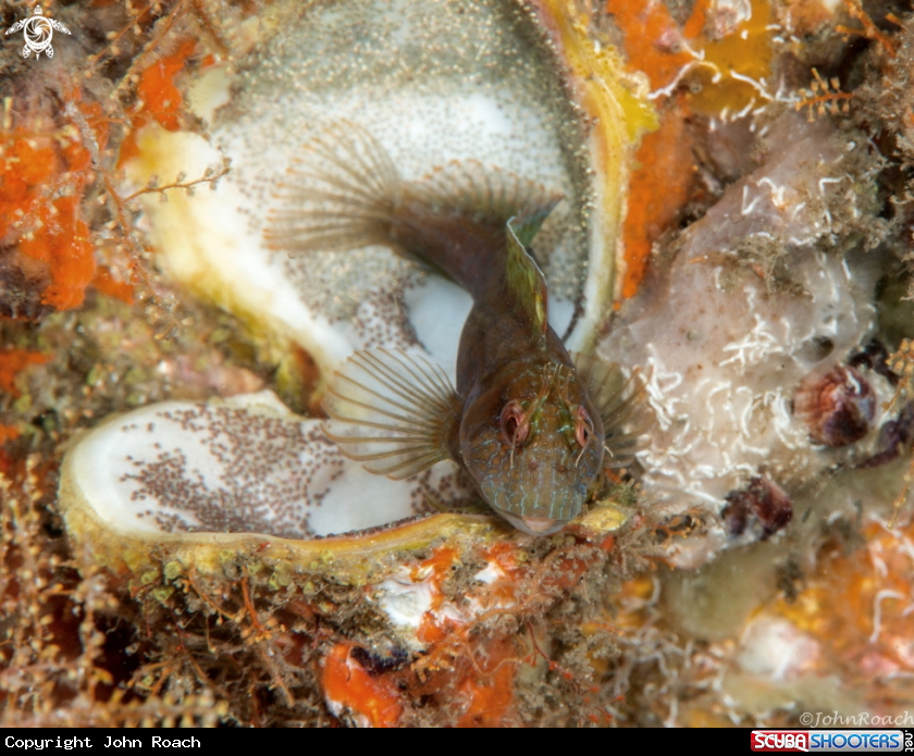 A Seaweed Blenny 