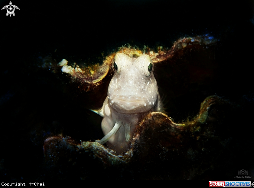 A Red-spotted Blenny