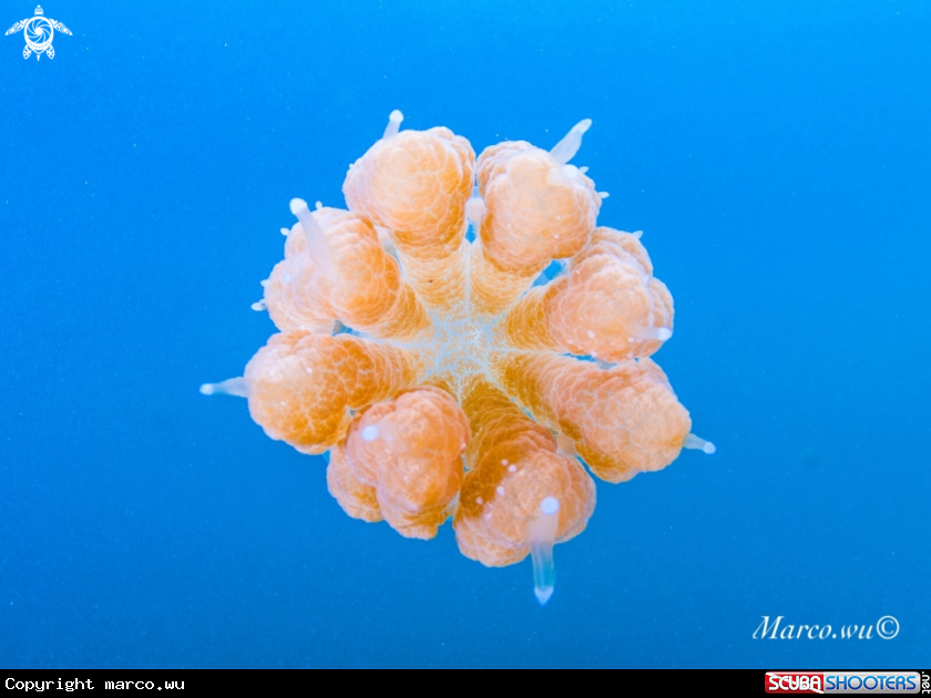 A Jellyfish