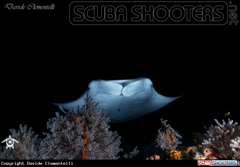 A From the deep
