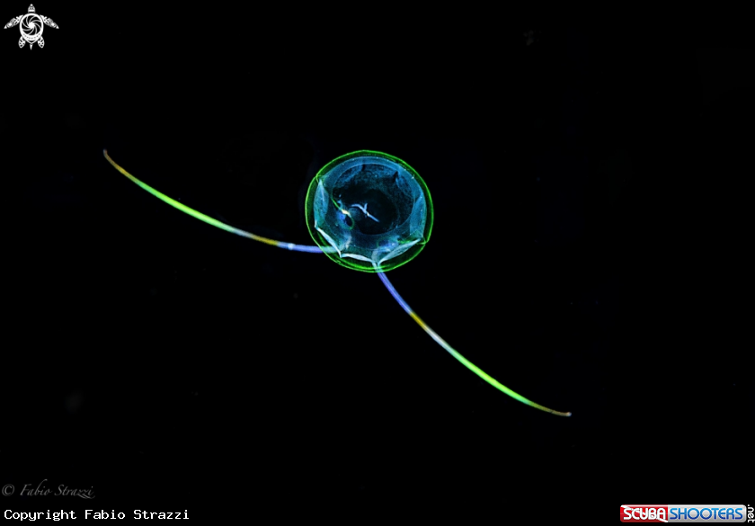 A Jellyfish