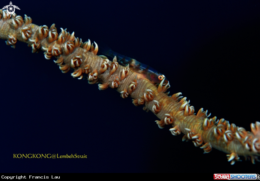 A Gobi on a wire coral