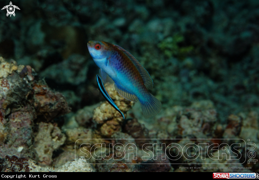 A Wrasse