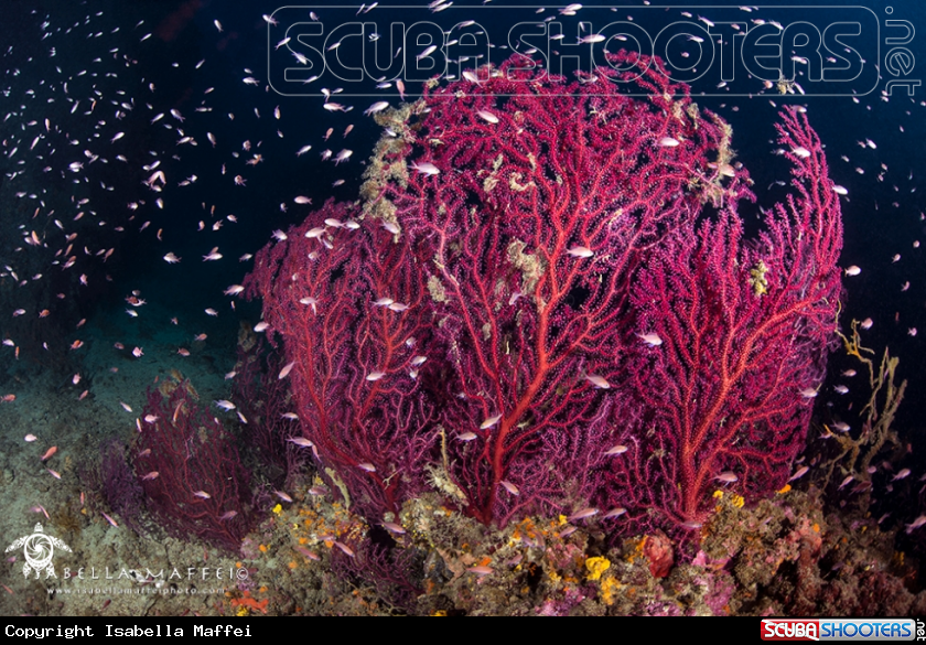 A Mediterranean sea fan