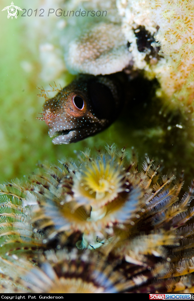 A Brown-Cheek Barnacle-Blenny