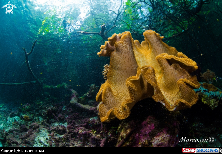 A Coral