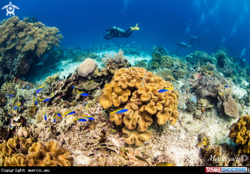 A Coral and diver