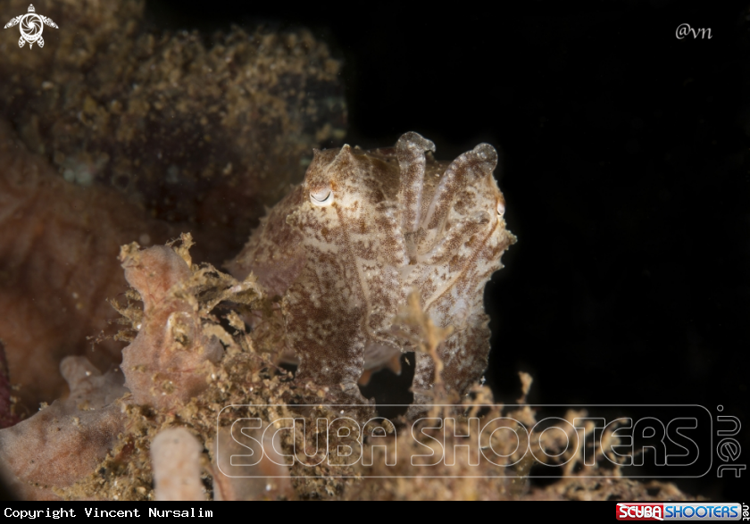 A cuttle fish