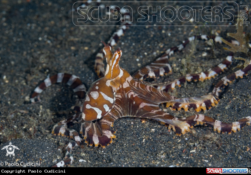 A Wunderpus 