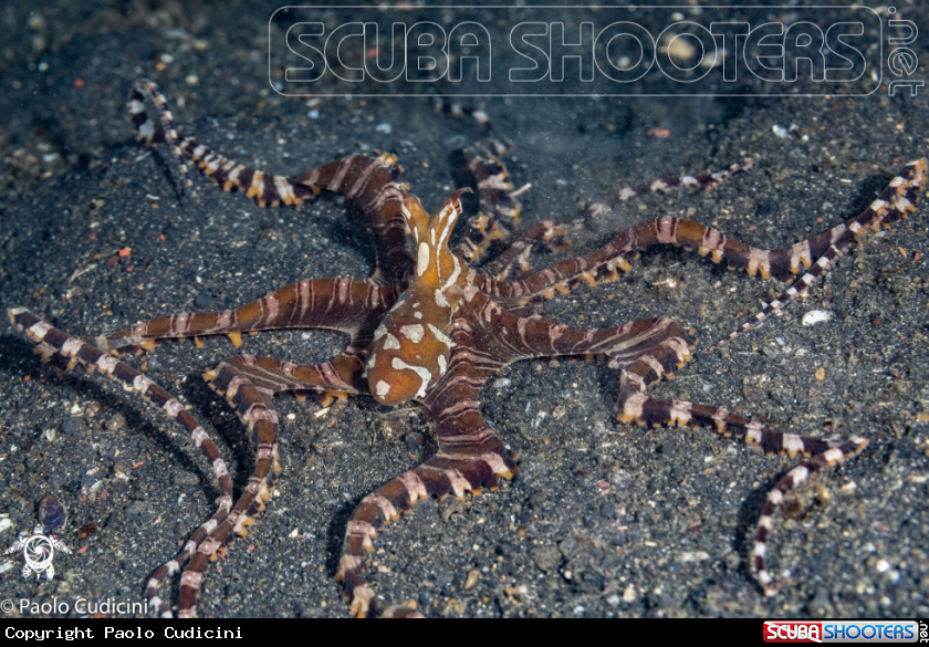 A Wunderpus