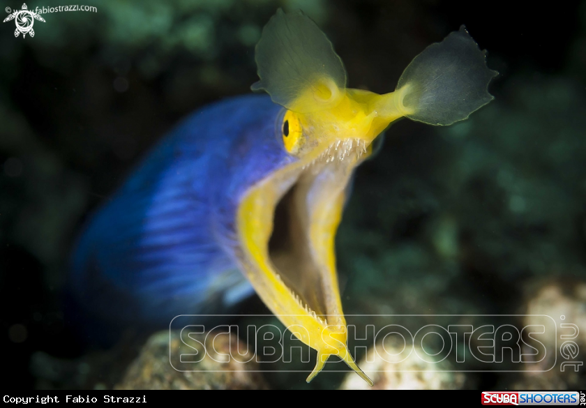 A Blue ribbon eel