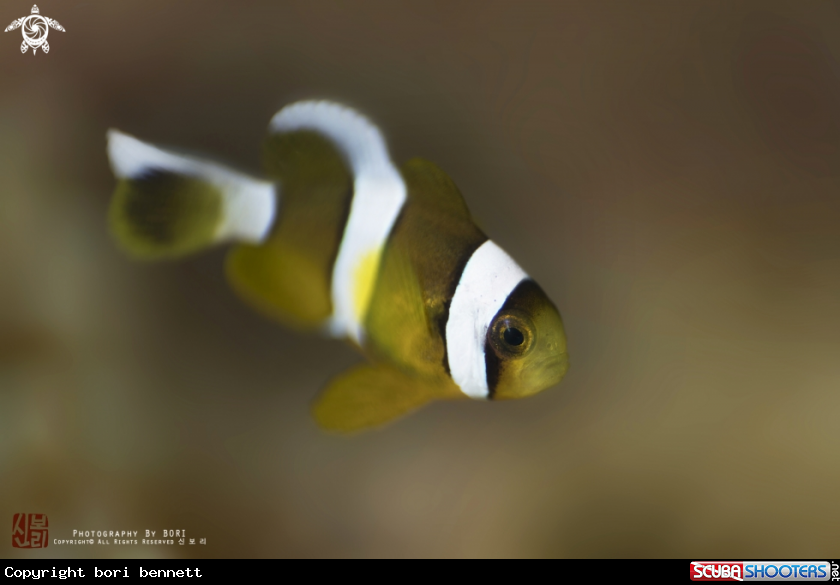 A anemonefish