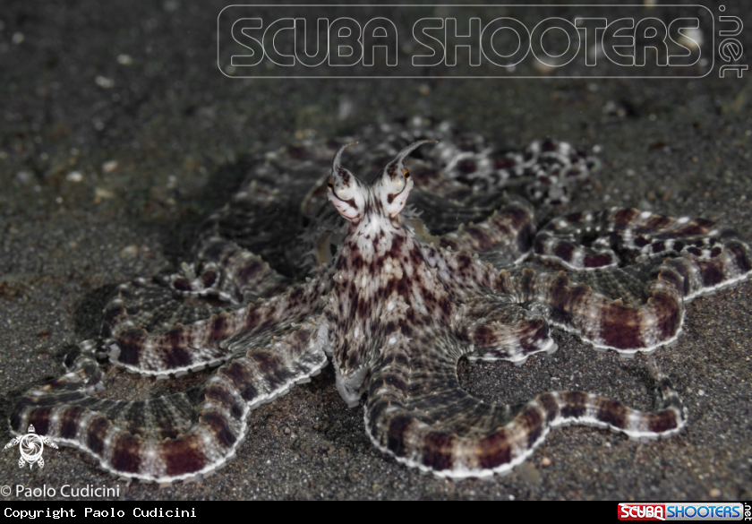 A Mimic Octopus