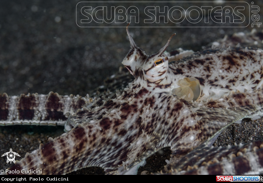 A Mimic Octopus