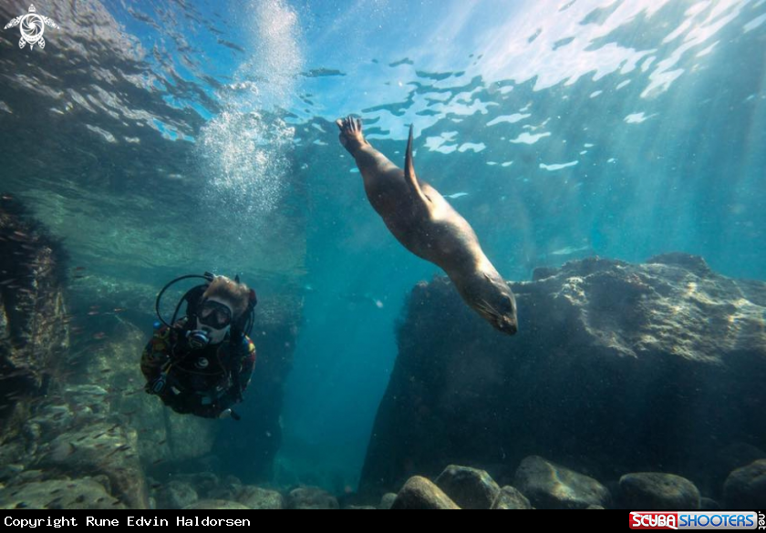A California sea lion
