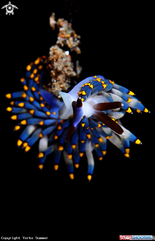 A Nudibranch