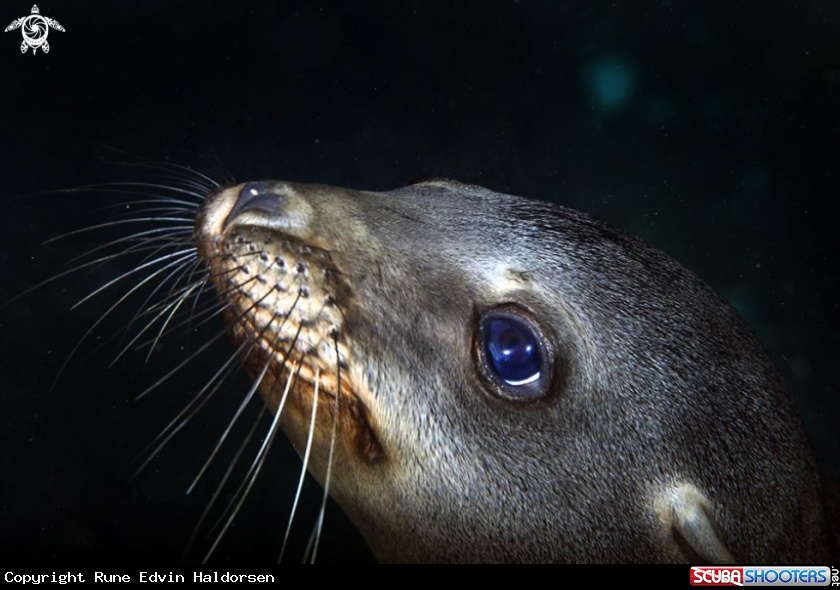 A California sea lion