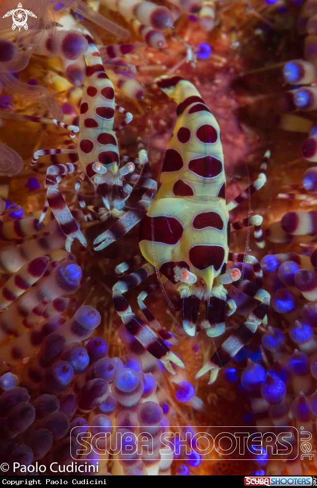 A Coleman Shrimp