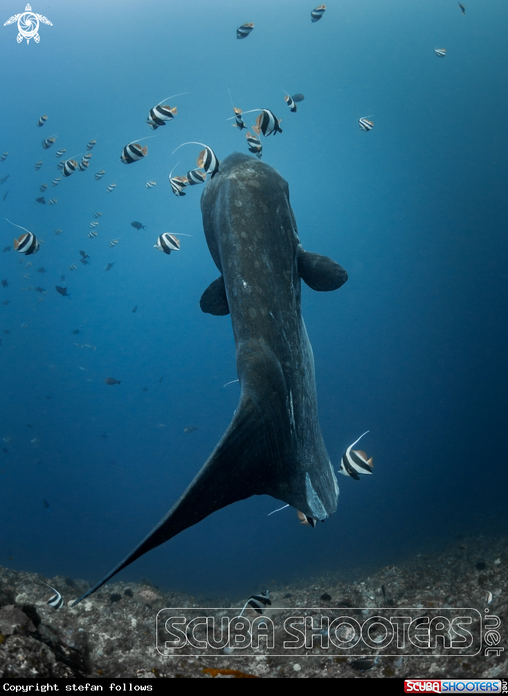 A Southern Ocean Sunfish