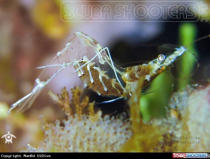 A Shrimp
