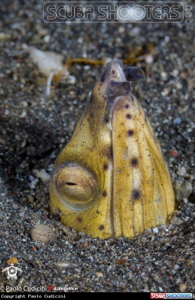 A Blacksaddle Snake Eel