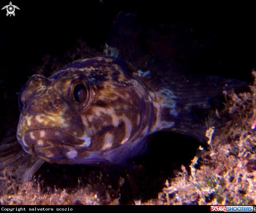 A underwater creature