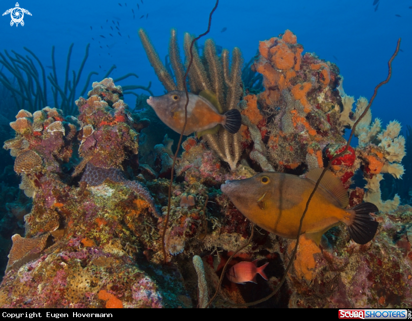 A American whitespotted filefish