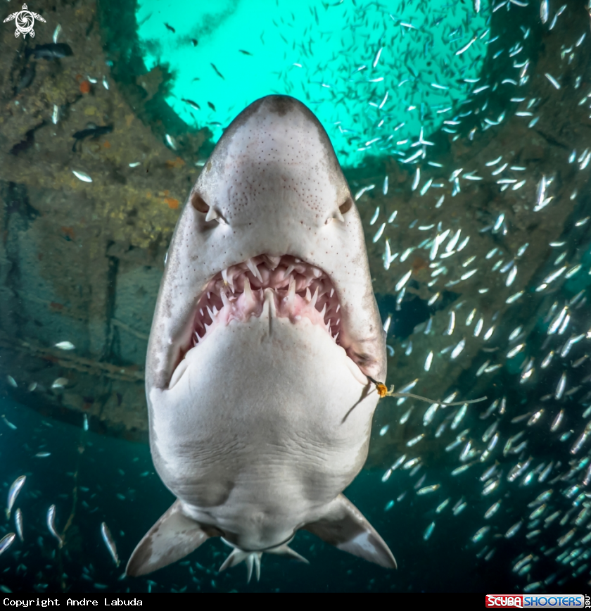 A Sand Tiger Shark