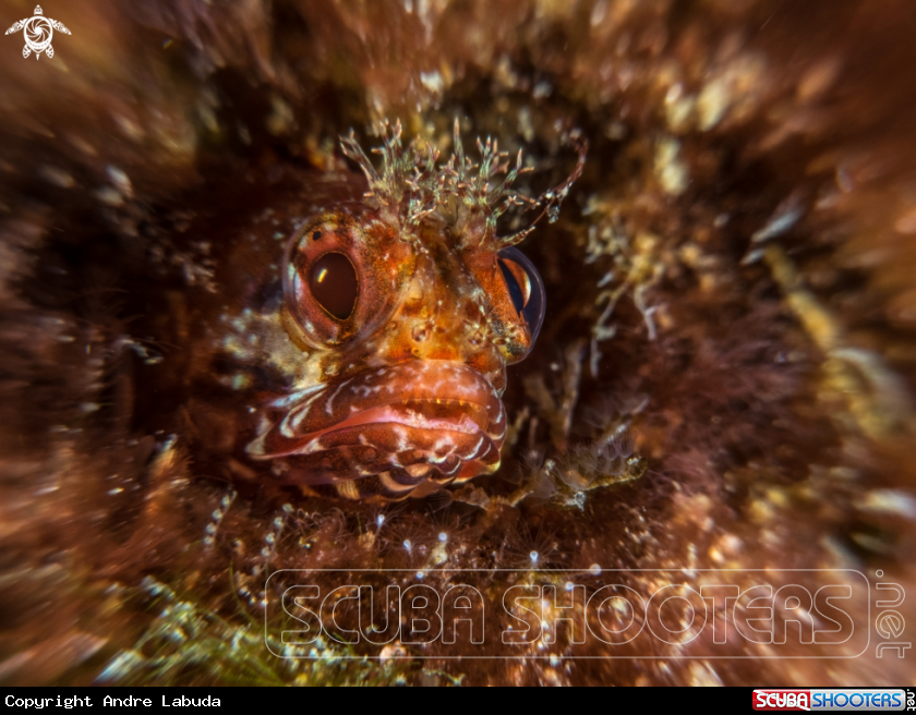 A Fringehead