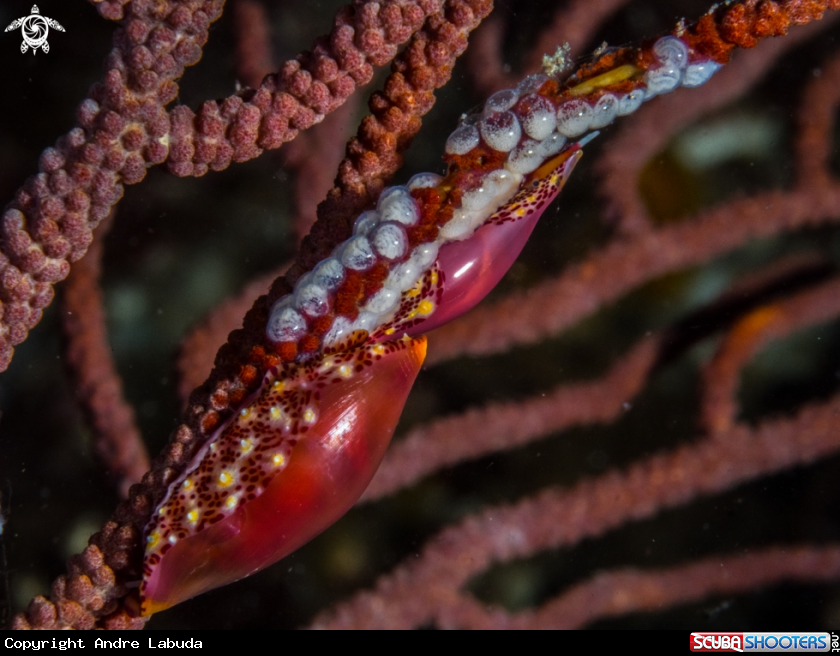 A simnia snail