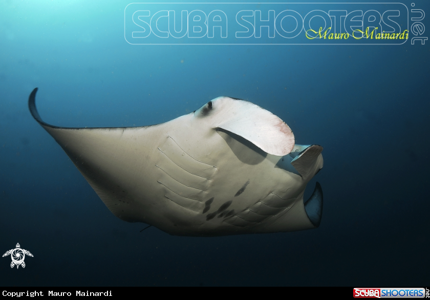 A Mantas