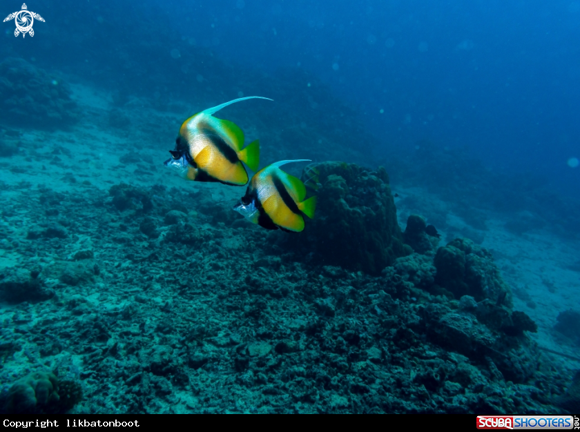 A Butterfly Fish