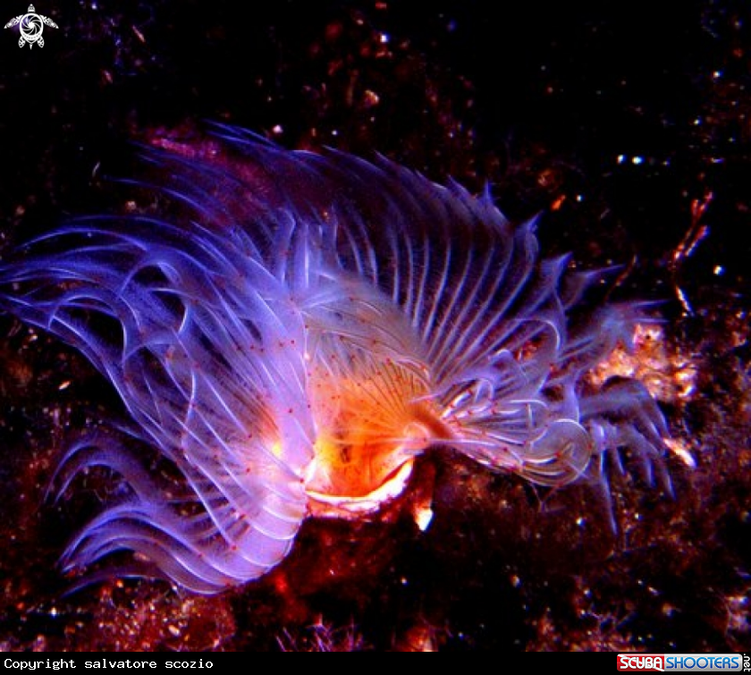 A underwater creature