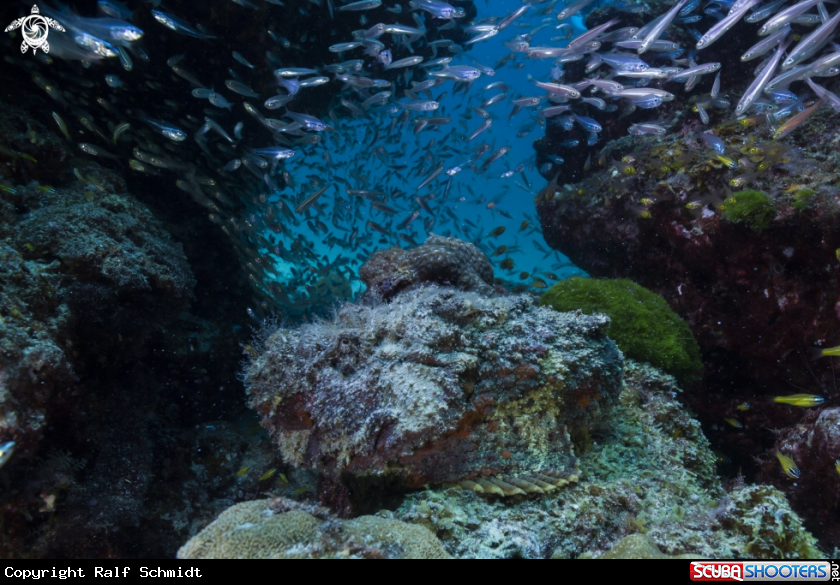 A Stonefish
