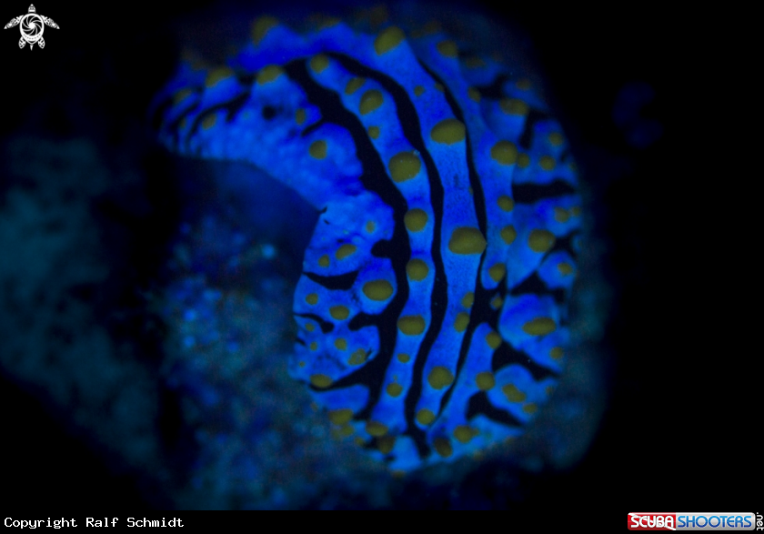 A Nudi in UV Light