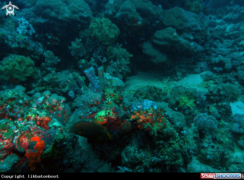 A CORAL REEFS