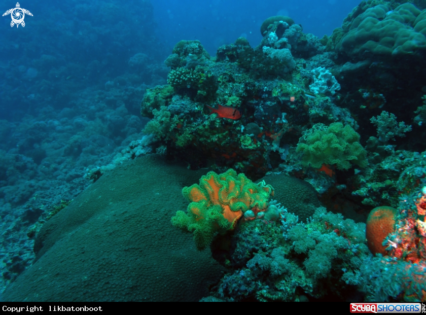 A CORAL REEFS